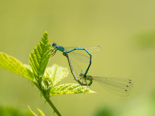 Zwei kleine Libelle (Azurjungfern) sitzen zur Paarung an einer Pflanze.