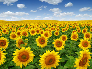Fototapeta premium Sunflowers field on sky
