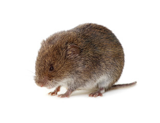 Mouse isolated on white
