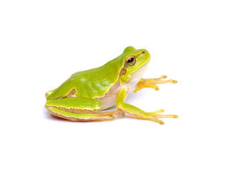 Green tree frog isolated on white