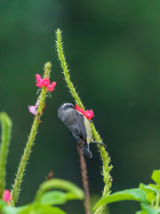 Bananaquit (Coereba flaveola), taken in Costa Rica