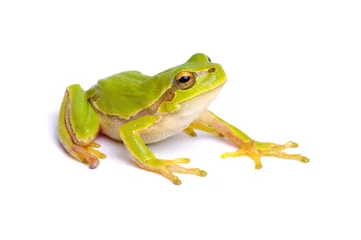 Foto op Canvas Green tree frog isolated on white © Alekss