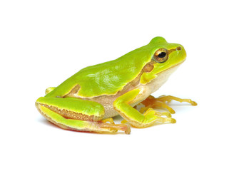 Green tree frog isolated on white