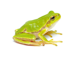 Green tree frog isolated on white