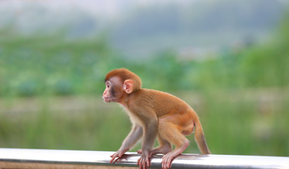 A cute little monkey, in the park