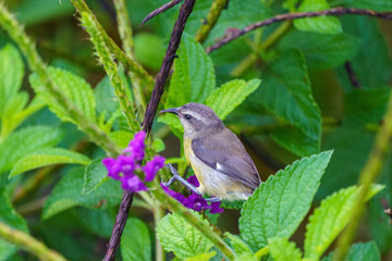Bananaquit (Coereba flaveola), taken in Costa Rica