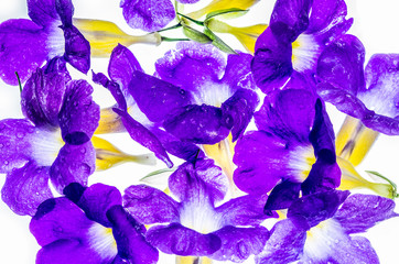 Close-up of violet yellow flowers on white background.