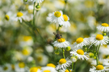 insect fly sits on a field daisy against a background of daisies
