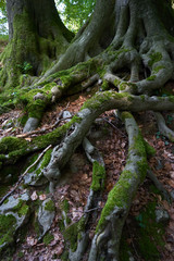 Wurzelwerk hemer felsenmeer
