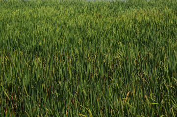 patern of green leaves lumps
