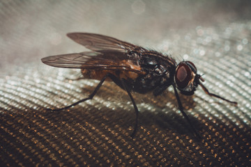 Pairing of two flies, close-up photography of the mating period of the flies.