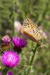 Closeup butterfly on flower in summer day
