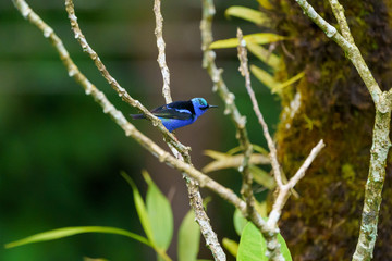 Red-legged Honeycreeper (Cyanerpes cyaneus) in Costa Rica