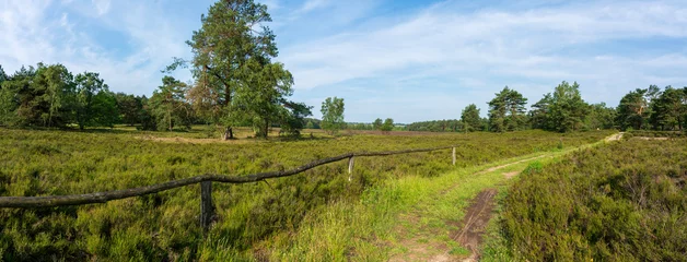 Muurstickers Lüneburger Heide im Frühsommer mit einigen Bäumen Panorama © lexpixelart