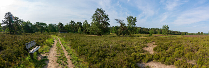 Lüneburger Heide im Frühsommer mit einigen Bäumen und einer Parkbank Panorama