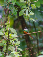 Rufous-tailed Jacamar (Galbula ruficauda) in Costa Rica
