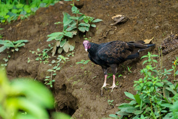 red-headed vulture (Sarcogyps calvus),  Costa Rica