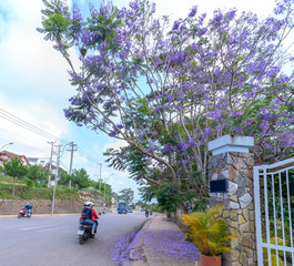  Jacaranda tree blooming along the road in the morning with traffic background in Da Lat, Vietnam