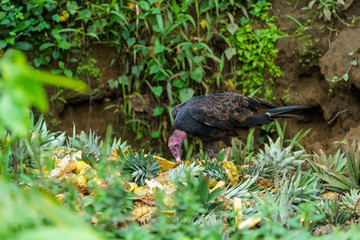 red-headed vulture (Sarcogyps calvus),  Costa Rica