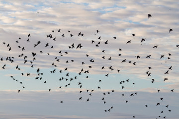 flock of starlings flies in the autumn sky