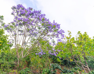 Obraz premium Jacaranda flowers bloom in the sunny sky when spring comes
