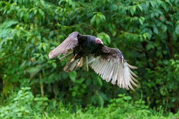 red-headed vulture (Sarcogyps calvus),  Costa Rica