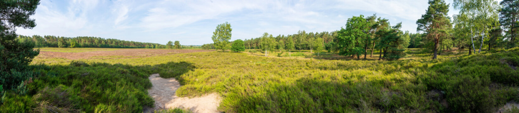 L&uuml;neburger Heide im Fr&uuml;hsommer mit einigen B&auml;umen Panorama