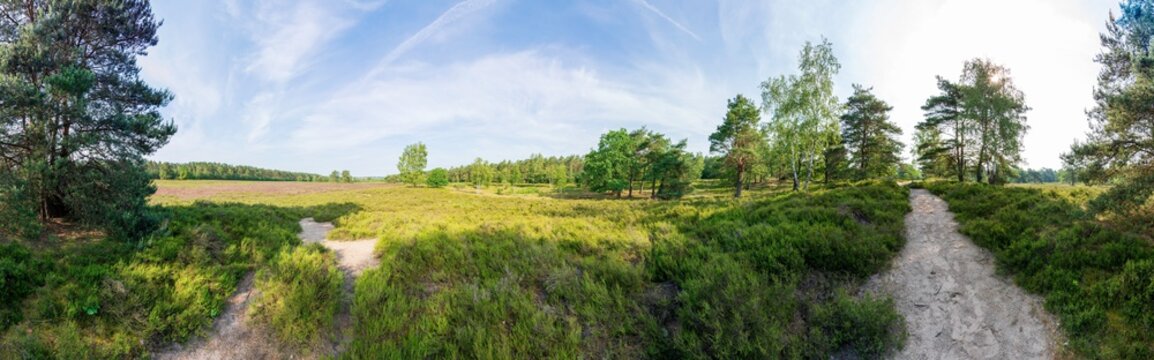 L&uuml;neburger Heide im Fr&uuml;hsommer mit einigen B&auml;umen Panorama