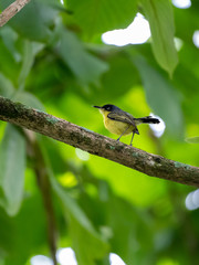 Common Tody Flycatcher (Todirostrum cinereum) in Costa Rica