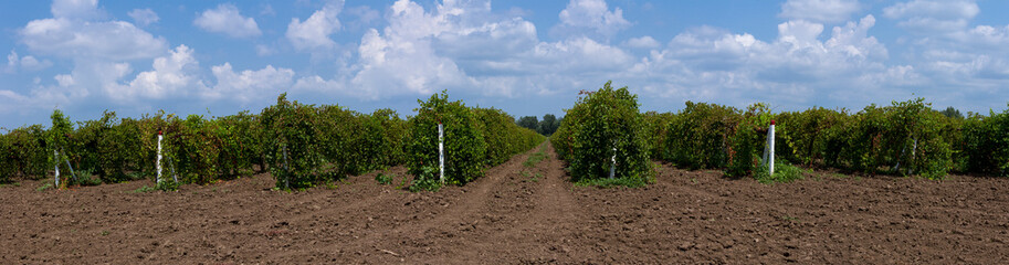 panoramic view of a vineyard in the south