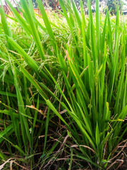 green grass with water drops
