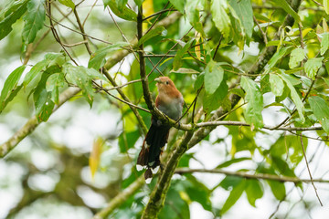 Squirrel Cuckoo (Piaya cayana), in Costa Rica