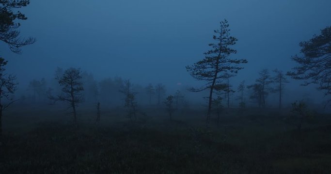 Early morning timelapse in foggy bog forest landscape