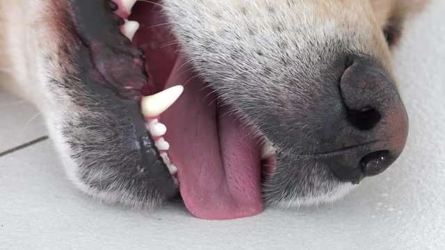 golden retriever dog on white tile with open mouth