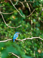 Common Kingfisher (Alcedo atthis), taken in the UK