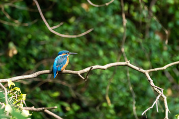 Common Kingfisher (Alcedo atthis), taken in the UK