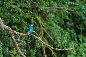 Common Kingfisher (Alcedo atthis), taken in the UK