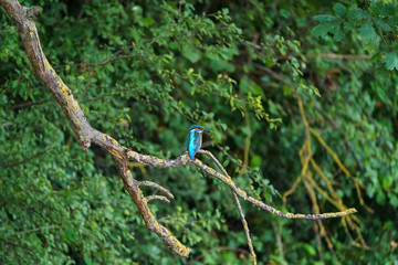 Common Kingfisher (Alcedo atthis), taken in the UK