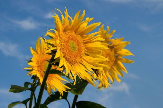 sunflowers grow in the field in the summer