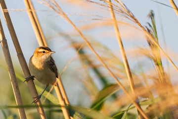 wild bird warbler in autumn thickets