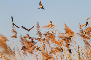 wild birds fly and sit on a reed during autumn migration