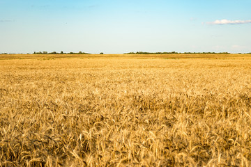 View of wheat field under beautiful blue sky. Autumn mood