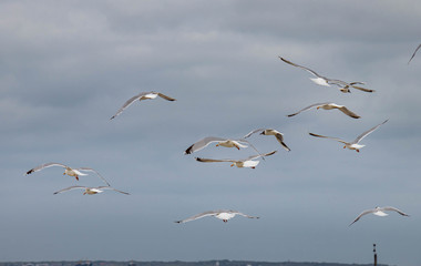 Schwarrm Möven auf Norderney Reisen