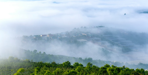 Dawn on the plateau pine forests covered with fog shrouded so beautiful idyllic countryside Dalat plateau, Vietnam