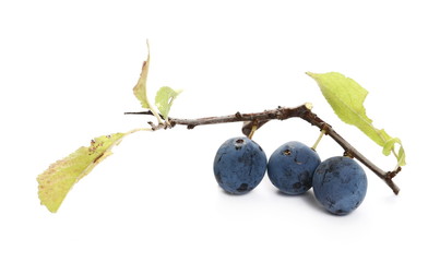 blackthorn berries with twig and leaves isolated on white background