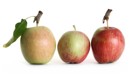 Wild apples isolated on white background