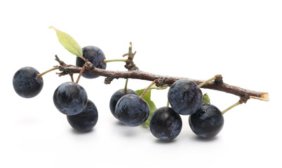 blackthorn berries with twig and leaves isolated on white background