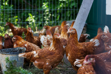 farming, red hens go on the corral in the summer pecking grain