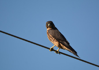 Black Merlin Falcon