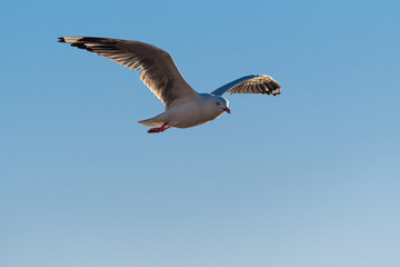 Seagull in flight